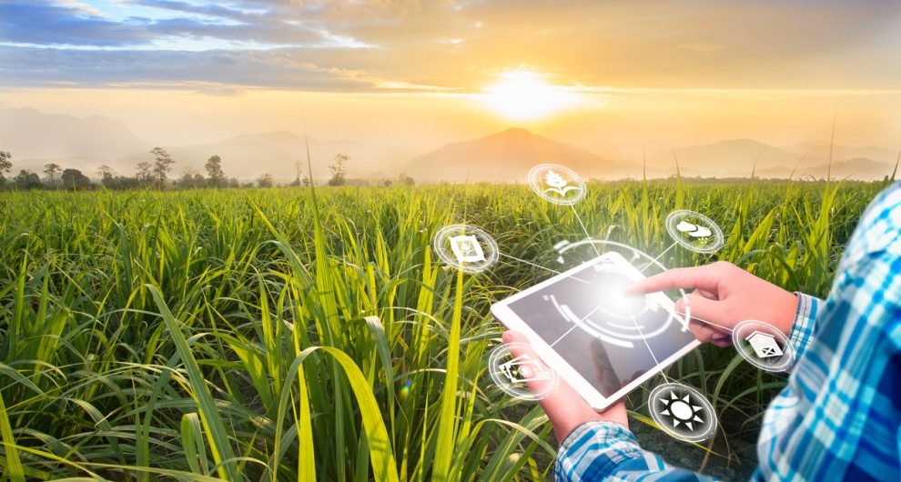 Innovation technology for smart farm system, Agriculture management, Hand holding smartphone with smart technology concept. asian male farmer working in Sugarcane farm To collect data to study.